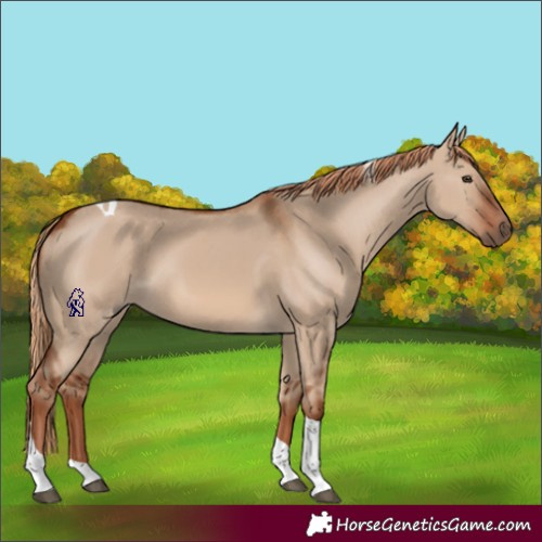 Horse Color:Red Dun Tobiano 