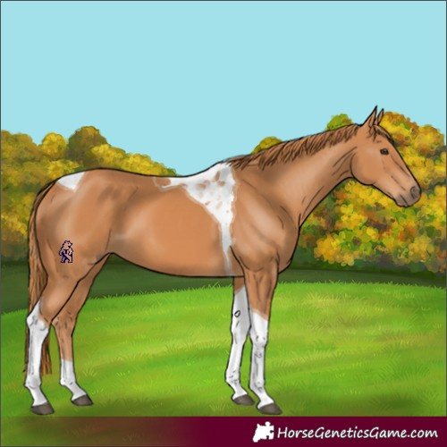 Horse Color:Chestnut Tobiano 