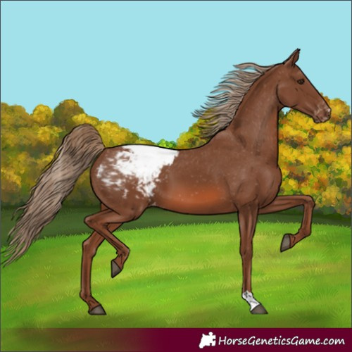 Horse Color:Chestnut Snowcap 