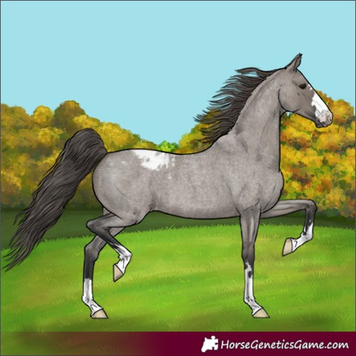 Horse Color:Grullo Roan Blanket 