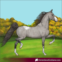 Horse Color:Grullo Roan Appaloosa 