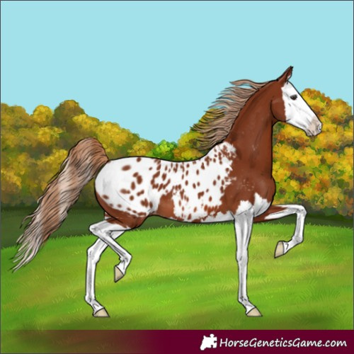 Horse Color:Chestnut Splash Blanket 