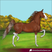 Horse Color:Chestnut Splash 