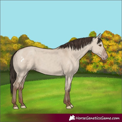Horse Color:Classic Champagne Dun 