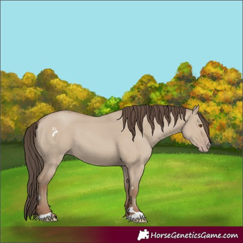 Horse Color:Classic Champagne Dun 