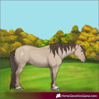 Horse Color:Classic Champagne Dun 