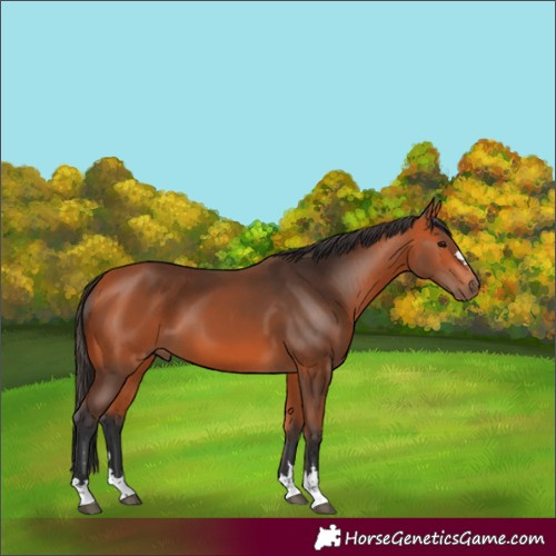 Horse Color:Bay 