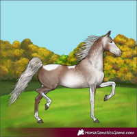 Horse Color:Gray Silver Black Pearl Tobiano