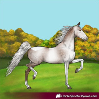 Horse Color:Gray Silver Black Pearl Tobiano
