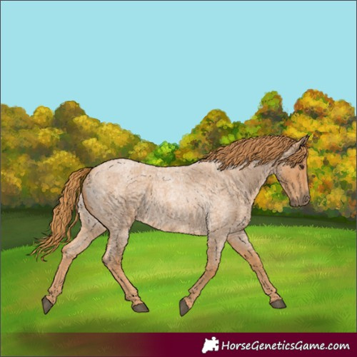 Horse Color:Red Roan 