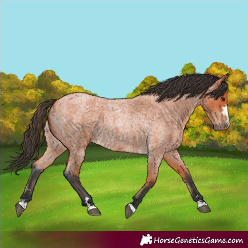 Horse Color:Unknown 