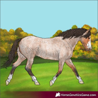 Horse Color:Unknown 