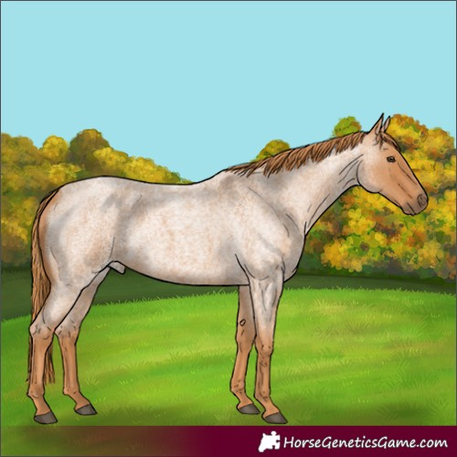 Horse Color:Red Roan
