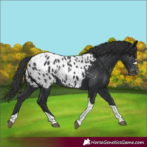 Horse Color:Unknown 