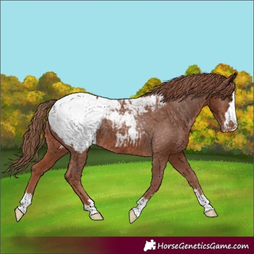 Horse Color:Chestnut Appaloosa 