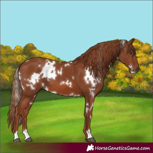 Horse Color:White Spotted Chestnut 