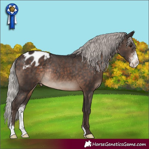 Horse Color:Silver Brown Sabino Appaloosa Rabicano 