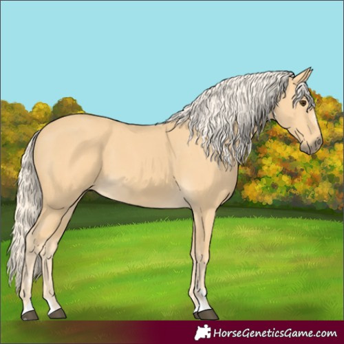 Horse Color:Palomino 