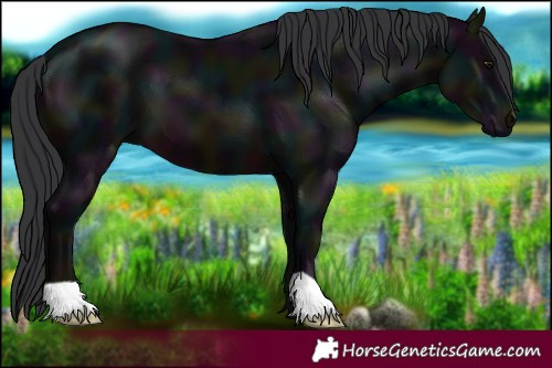 Horse Color:Midnight Brown