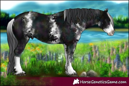 Horse Color:White Spotted Midnight Black Tobiano 