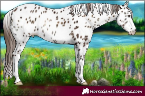 Horse Color:Red Onyx Ice Appaloosa 
