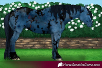 Horse Color:ERROR: UNKNOWN ANOMALY