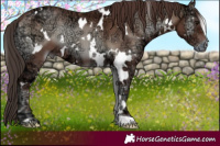 Horse Color:White Spotted Classic Champagne Ice Onyx 