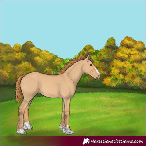 Horse Color:Red Dun 