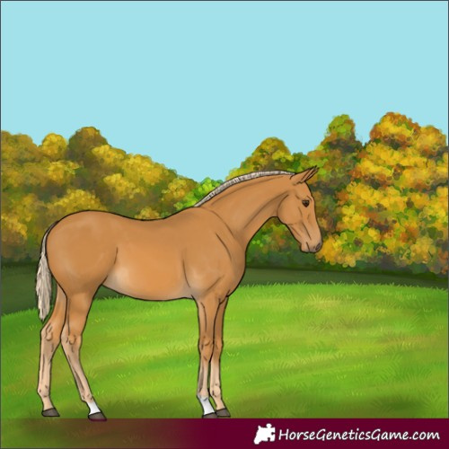 Horse Color:Palomino 