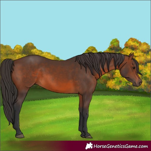 Horse Color:Brown 