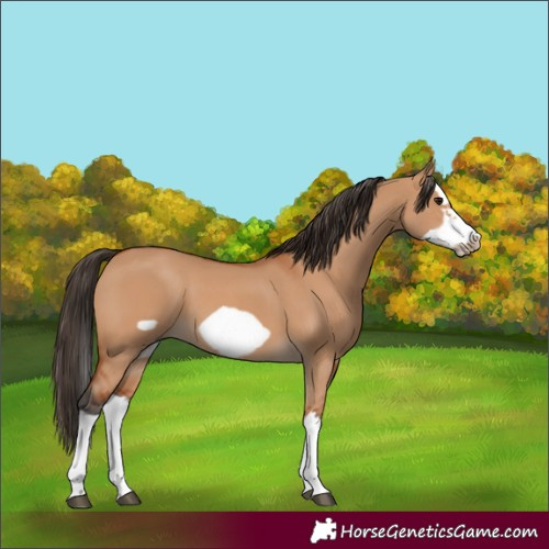 Horse Color:Bay Dun Splash Frame