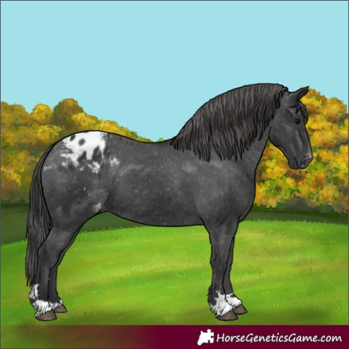 Horse Color:Unknown 