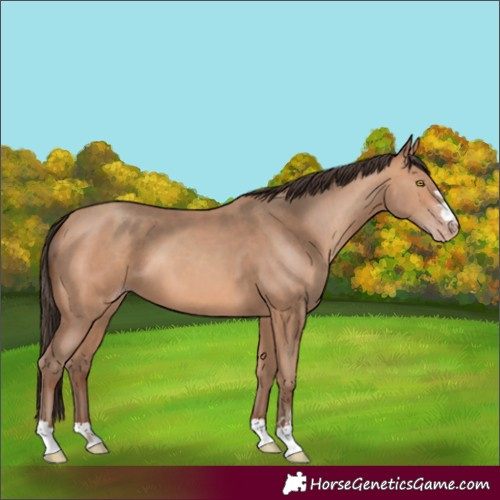 Horse Color:Amber Champagne