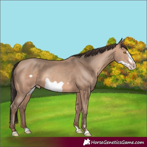 Horse Color:Amber Champagne Frame 