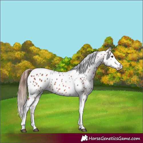 Horse Color:White Spotted Chestnut Tobiano Appaloosa