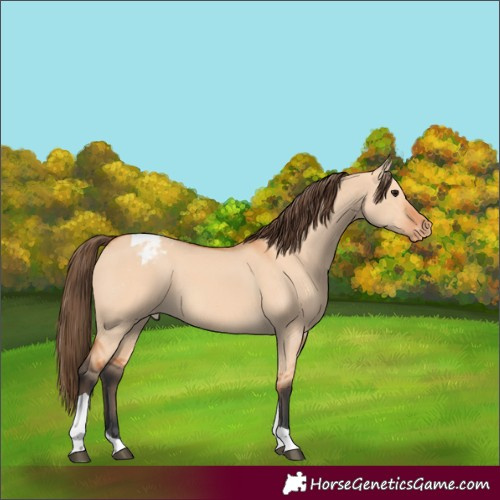 Horse Color:Bay Dun Tobiano Varnish 