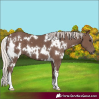 Horse Color:White Spotted Silver Black