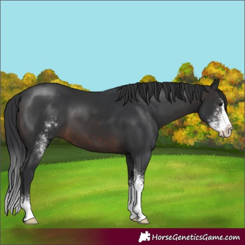 Horse Color:Brown Sabino 