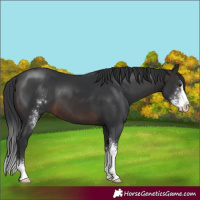 Horse Color:Brown Sabino