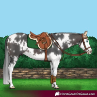 Horse Color:White Spotted Brown Splash 