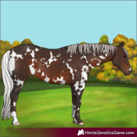 Horse Color:White Spotted Silver Brown 