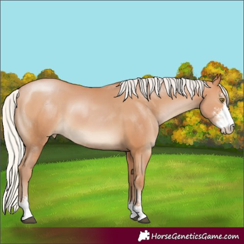 Horse Color:Silver Bay Pearl Sabino 