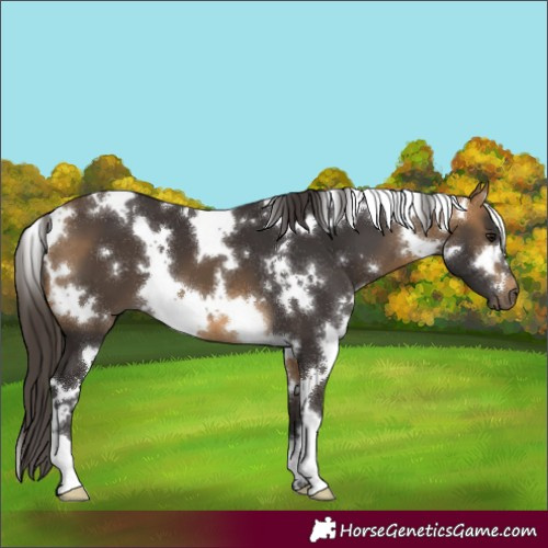 Horse Color:White Spotted Buckskin 