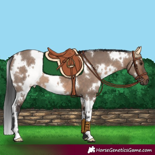 Horse Color:White Spotted Brown Dun 