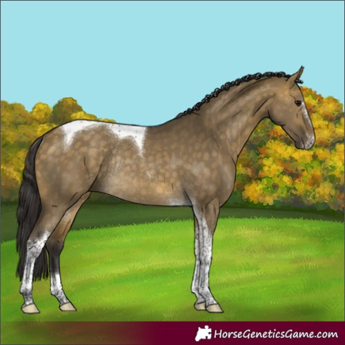 Horse Color:Buckskin Dun Sabino Tobiano Rabicano 