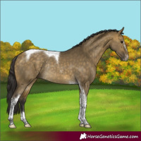 Horse Color:Buckskin Dun Sabino Tobiano Rabicano