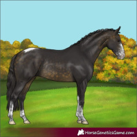Horse Color:Buckskin Sabino Tobiano Rabicano 