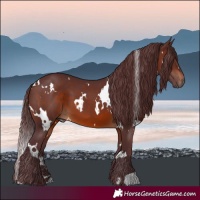 Horse Color:White Spotted Chocolate Brown 