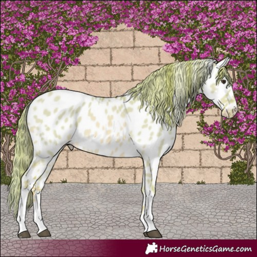 Horse Color:Watercolor Red Dun Tobiano Appaloosa 