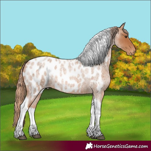 Horse Color:Unknown 